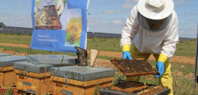 Endesa apicultura